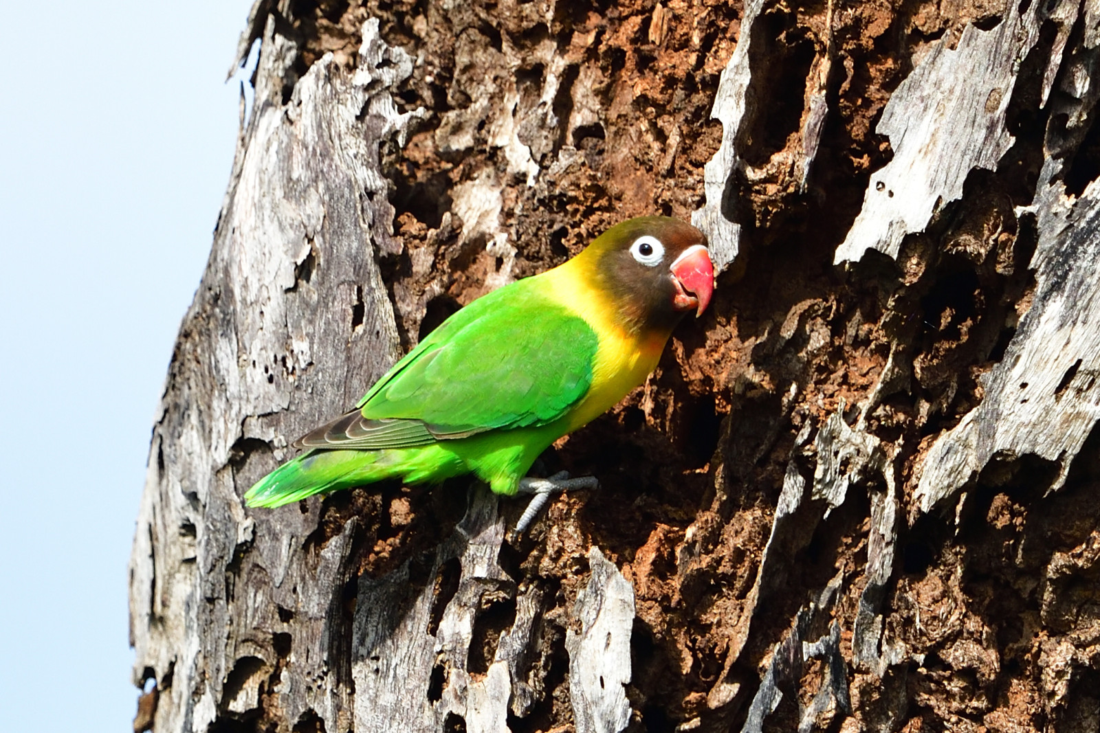 image Yellow-collared Lovebird